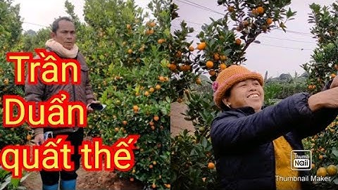 quất thế đẹp,quất tết 2021 - 2022 quất cảnh