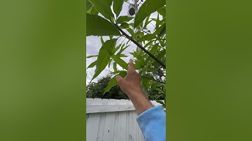 How to trim a mango tree