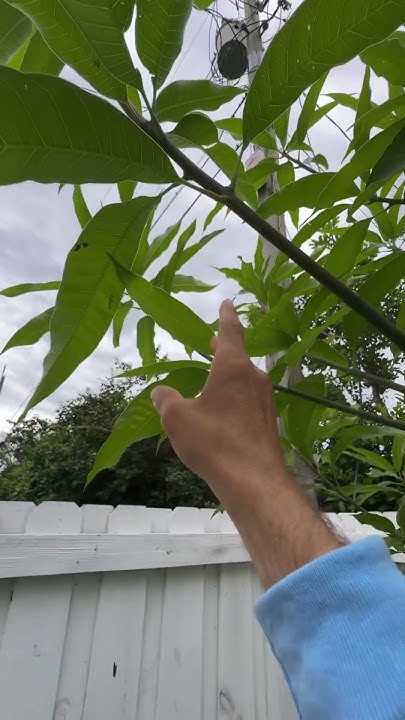 How to trim a mango tree - YouTube