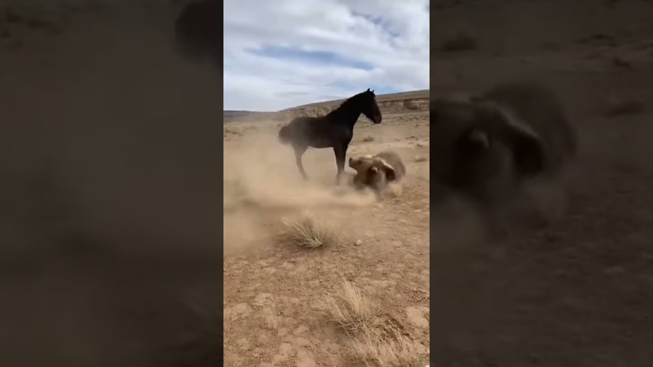 The Horse King's Wrath! Black Marwari's Desperate Counterattack