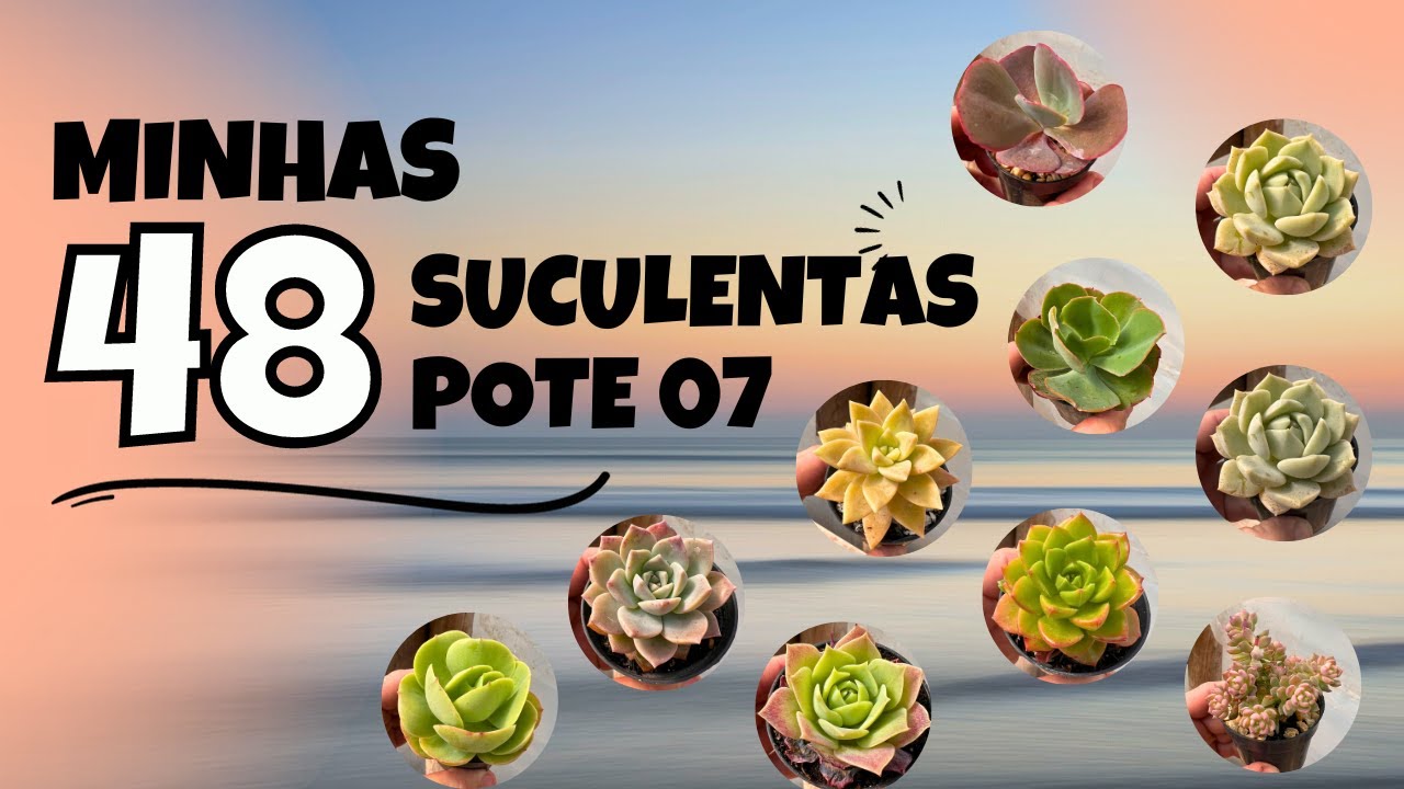 Venha se encantar com essas maravilhas do pote 07