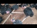 Criando pollos (cómo criar en espacios reducidos)