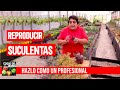 Como reproducir suculentas - Así lo hacen los profesionales