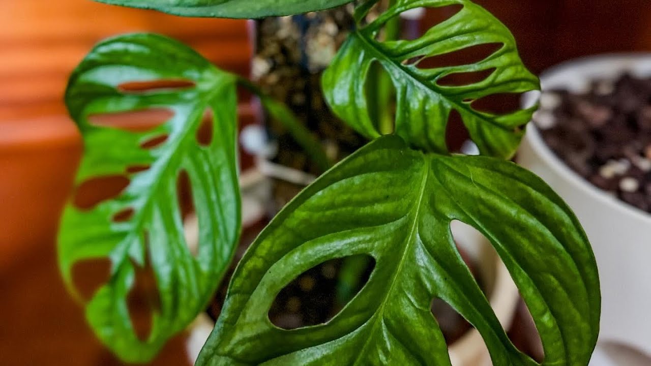 House plants part 1 of 4 