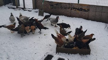 Qaib life in Minnesota I Hmoob Meskas yug Qaib I