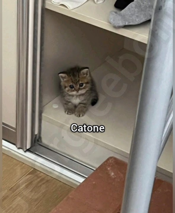 How to count cats #cat #georgieebom #funny #fyp #memes