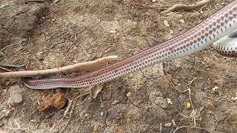 Săn bắt rắn gò công tập 02. Mưa  Bảo Thăm Bảy Rắn Kiếm Tiền Mua Gạo