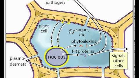 Signaling Plant Pathogen