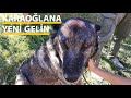 MUĞLA'DAN GELEN TAKİPÇİLERİMİZLE KANGAL KARA OĞLANI ZİYARETE GİTTİK ( PART 1 ) #kangal #köpek