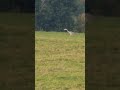 Grey Heron walking on a field