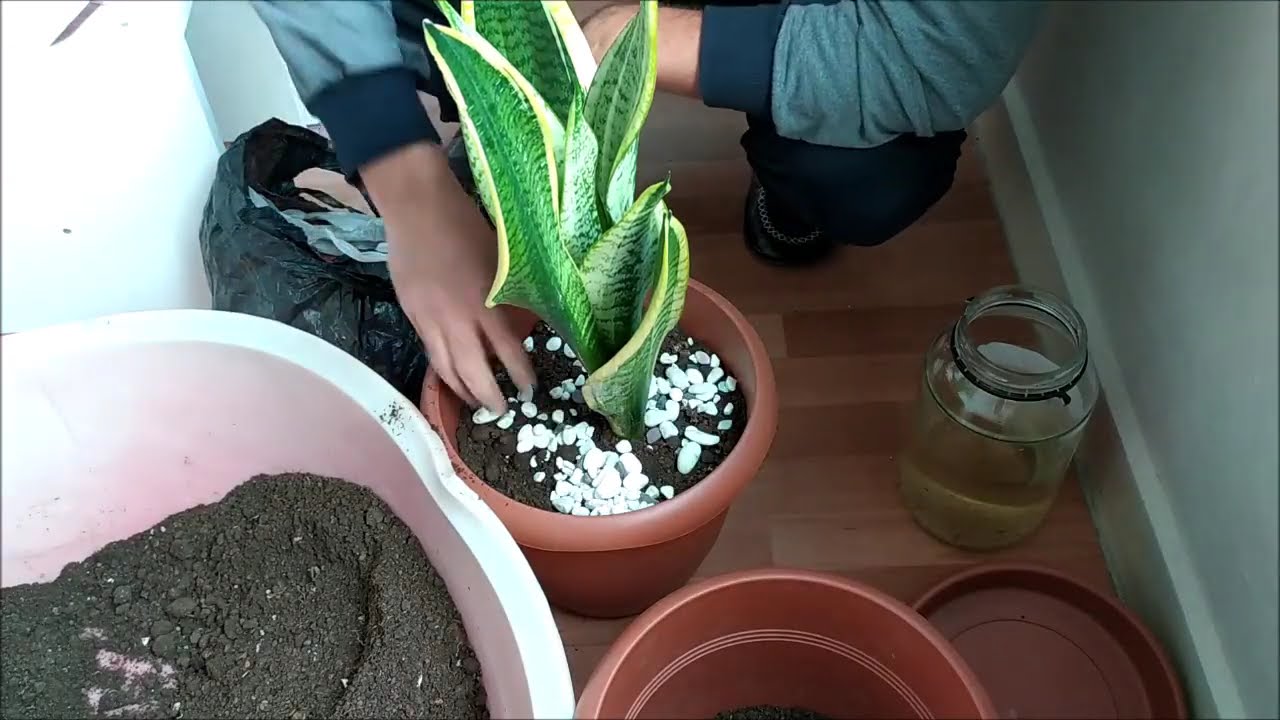 #Peygamberkılıcı #Kılıç  Kılıç çiçeği hangi mevsimde ekilmeli ?