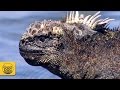 Iguanas | Documental