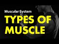Muscular System Quiz