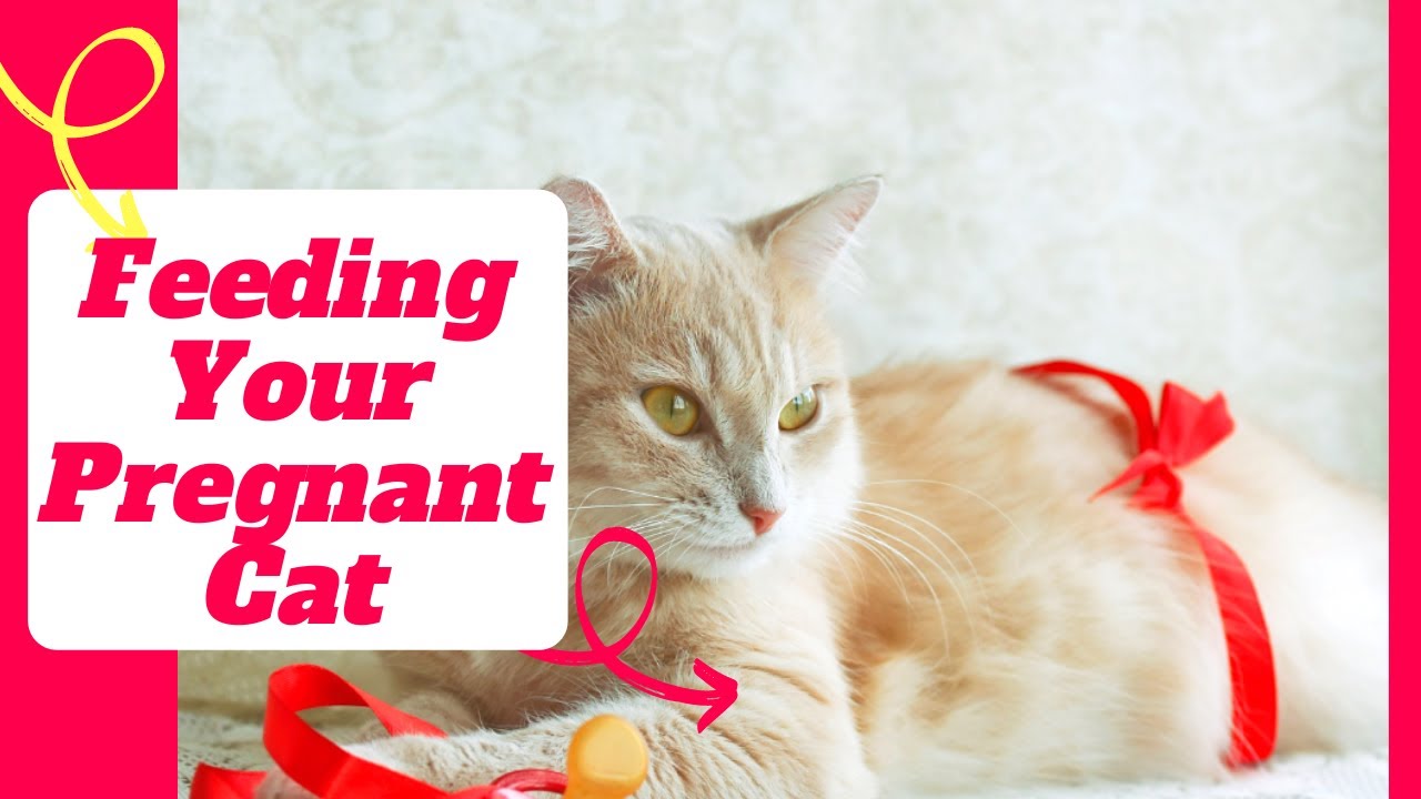 Feeding Your Pregnant Cat How To Feed A Pregnant Or Nursing Cat 9