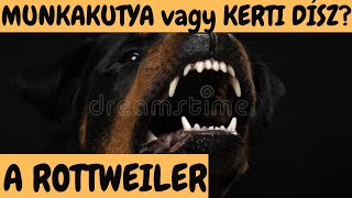 A ROTTWEILER  Munkakutya, vagy Kerti dísz? 1/2 rész.  Beszélgetés Petrás Antallal! DogCast TV!