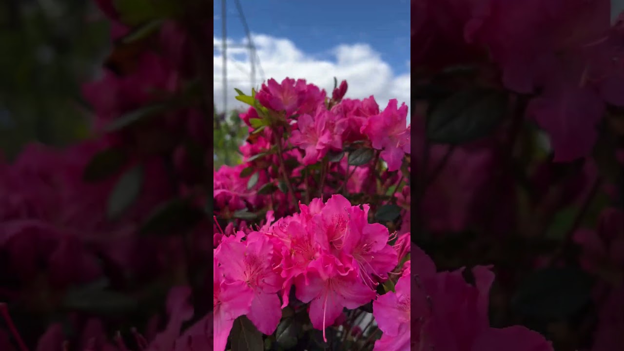 Азалия японская `Kirstin`  восторг обеспечен  