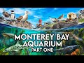 Zoo tours monterey bay aquarium  part one