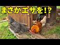 他のメスが怖くて小屋に入れない子に…オス鶏がまさかの行動　396話目