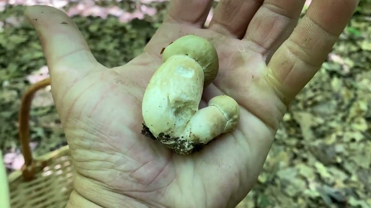 По Дорозі гриби Збираю! білі гриби РОСТУТЬ ….будуть гриби. Середа в обід до лісу