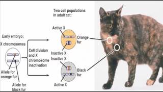 Biology 181 Chapter 13