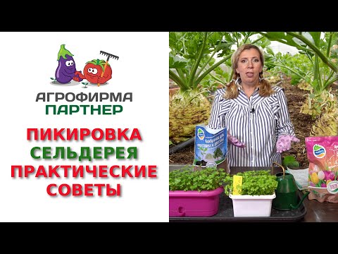 ПИКИРОВКА СЕЛЬДЕРЕЯ. ПРАКТИЧЕСКИЕ СОВЕТЫ