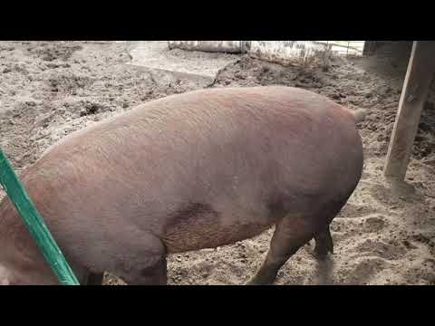 Video: How To Determine If A Pig Is Pregnant