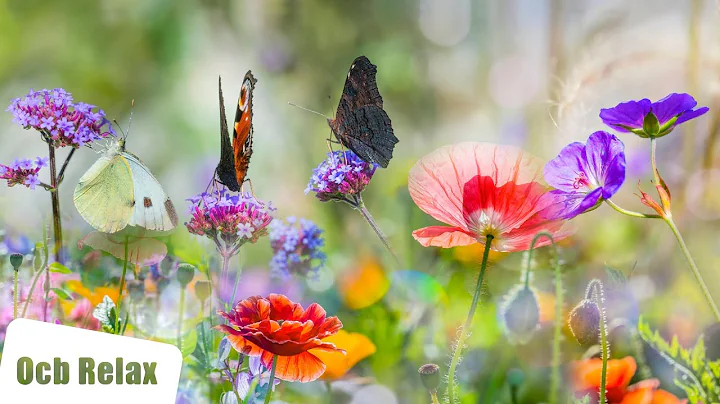 Beautiful Piano Music - Relaxing Music, Study Music, Stress Relief, Sleep Music (Willow)