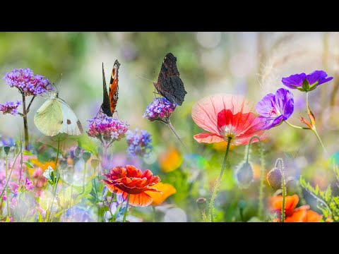 Beautiful Piano Music - Relaxing Music, Study Music, Stress Relief, Sleep Music