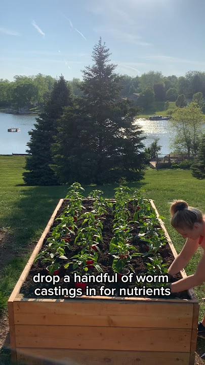 Planting peppers in a raised bed #peppers #plantingpeppers #gardening