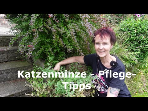 Video: Was tun mit Katzenminze – So verwenden Sie Katzenminzenpflanzen aus dem Garten