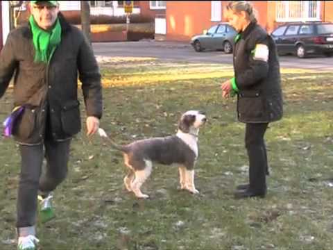 Stockholm Hundmssa 2010 - Utstllningsskola med Hans Rosenberg