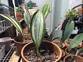 Sansevieria Masoniana Whale Fin