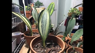 Sansevieria Masoniana Whale Fin