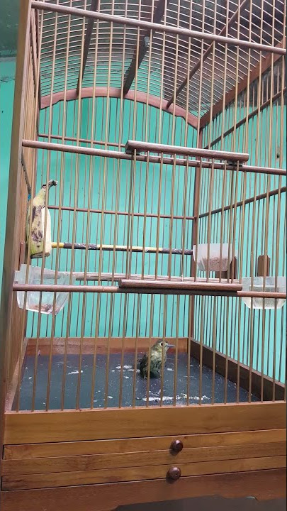 Tembakan Rapat burung Brinji Rambut tungir