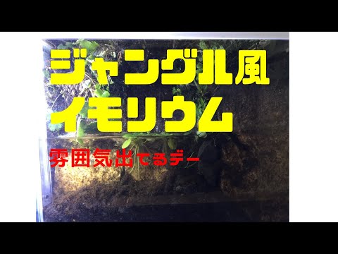 滝と苔のあるイモリウム（ジャングル風レイアウト）