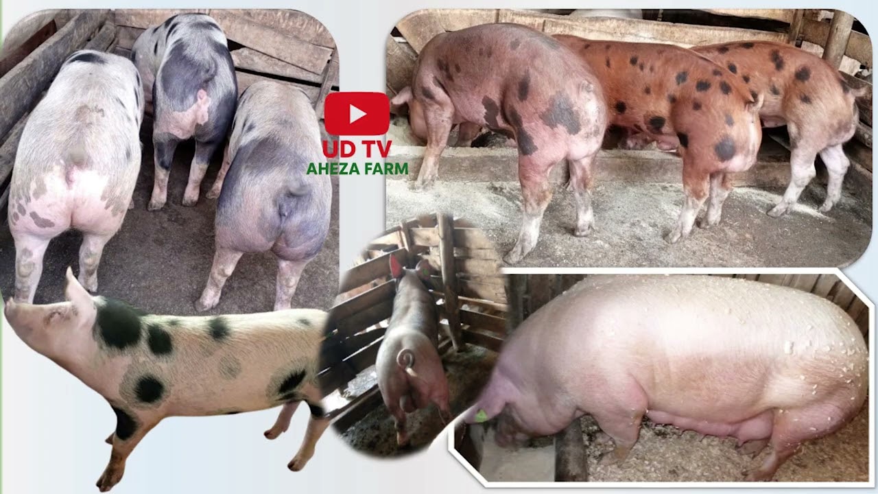 UBWOROZI BWUNGUKA :KUBYIBUSHYA UTWANA TW'INGURUBE DUCUTSE.