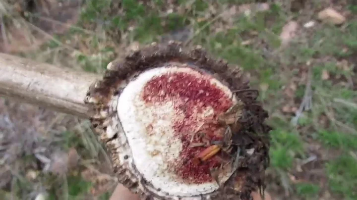 2018 Elk Browns Part 4 Brandon Pitcher