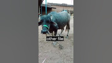 File Converter Telegram bot #bot #telegram #techpharas #tech #shorts #short #shortsvideo #shortsfeed