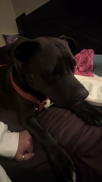 @heather_lmsw: I don’t think Tippy wants to hear anything I have to say…. #dog #doglover
