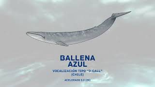 02 Ballena Azul D Calls