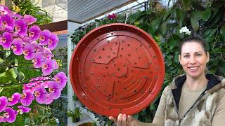 Como plantar orquídea em PRATO PLÁSTICO