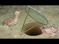 Creative Unique Underground Quail Bird Trap Using Mirror | Easy Deep Fall Bird Trap