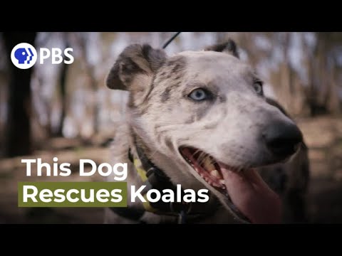 Wideo: Pet Scoop: Były żołnierz ponownie połączony z Search Dog, Koalas Change Trees at Night