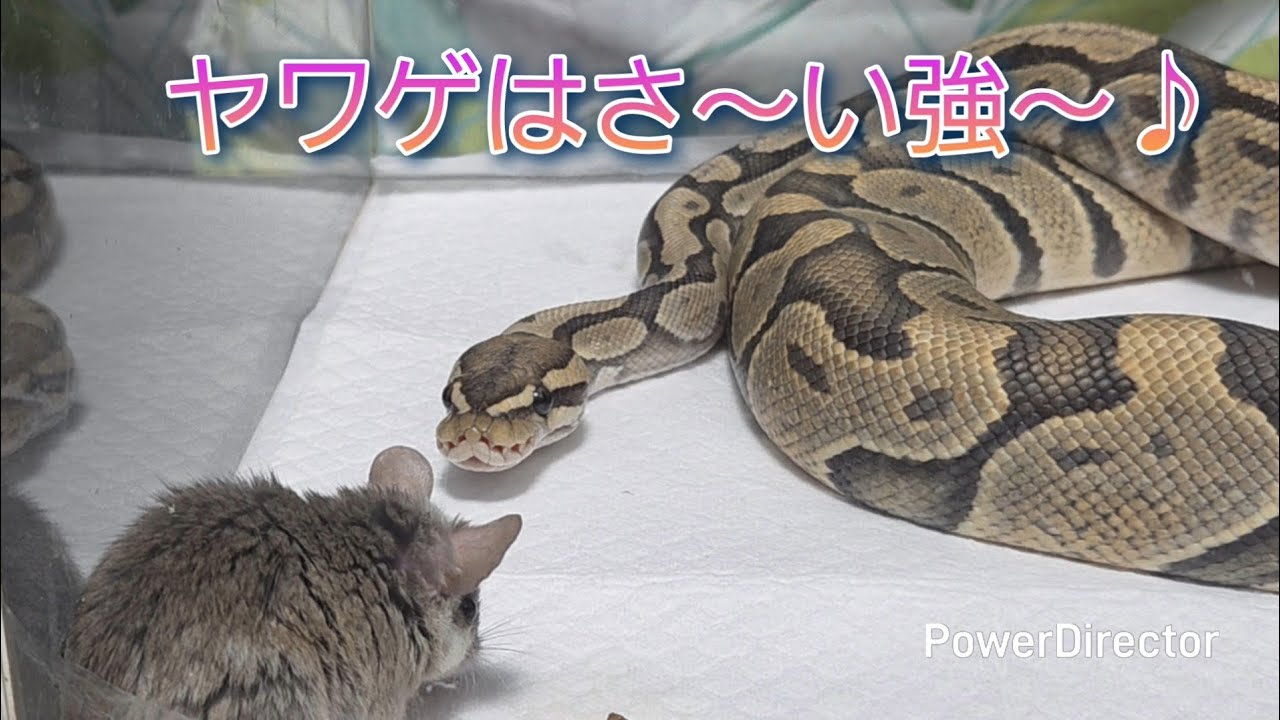 Ball Python 006 Only the weakling can win - YouTube