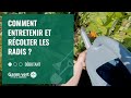 [TUTO] Comment entretenir et récolter les radis ? - Jardinerie Gamm vert