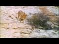 Christian the lion HQ - With unseen footage and sound