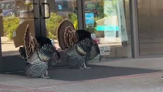 I found Turkeys!
Only OGs remember when I used to do videos showing shit I found and titling it as I found a .
Given that my 10th anniversary is on the way, I thought Id bring back something I havent done in almost 9 years.
BECOME A MEMBER OF THIS CHANNEL AND ACCESS EXCLUSIVE PERKS: https://www.youtube.com/channel/UClrdGCY-dZuNtp2GlAqIQuw/join
NOW YOU CAN GET A CAMEO FROM ME AND BABY LAMB AND FRIENDS: https://www.cameo.com/babylambcreations
To learn more about Baby Lamb Creations, visit us at https://babylambcreations.wixsite.com/babylambcreations
Subscribe for more randomness: (https://www.youtube.com/channel/UClrdGCY-dZuNtp2GlAqIQuw)
New to Baby Lamb Creations? Check out these playlists:
(https://www.youtube.com/channel/UClrdGCY-dZuNtp2GlAqIQuw/playlists?sort=dd&shelf_id=0&view=1)
BUY MY MERCH: https://www.teepublic.com/user/babylambcreations143
✭ SOCIAL MEDIA ✭
INSTAGRAM: https://www.instagram.com/babylambcreations
TIKTOK: https://www.tiktok.com/@babylambcreations
DEVIANTART: https://www.deviantart.com/babylambcartoons
REDDIT: https://www.reddit.com/user/BabyLambCreationsYT
Baby Lamb Creations does not condone any bullying or harassment in the comments, to anyone or to myself. They will be immediately removed. Trolls and bigots are not welcome here.
No videos were made to intentionally harm or offend anyone. Theyre meant to be taken as a joke, meme, satire, etc. Any clips from preexisting TV shows, movies, cartoons, songs, or other users are not owned by me. If you find your video in a post of mine and dont want me using it, please contact me and I will immediately remove it. I found Turkeys!
