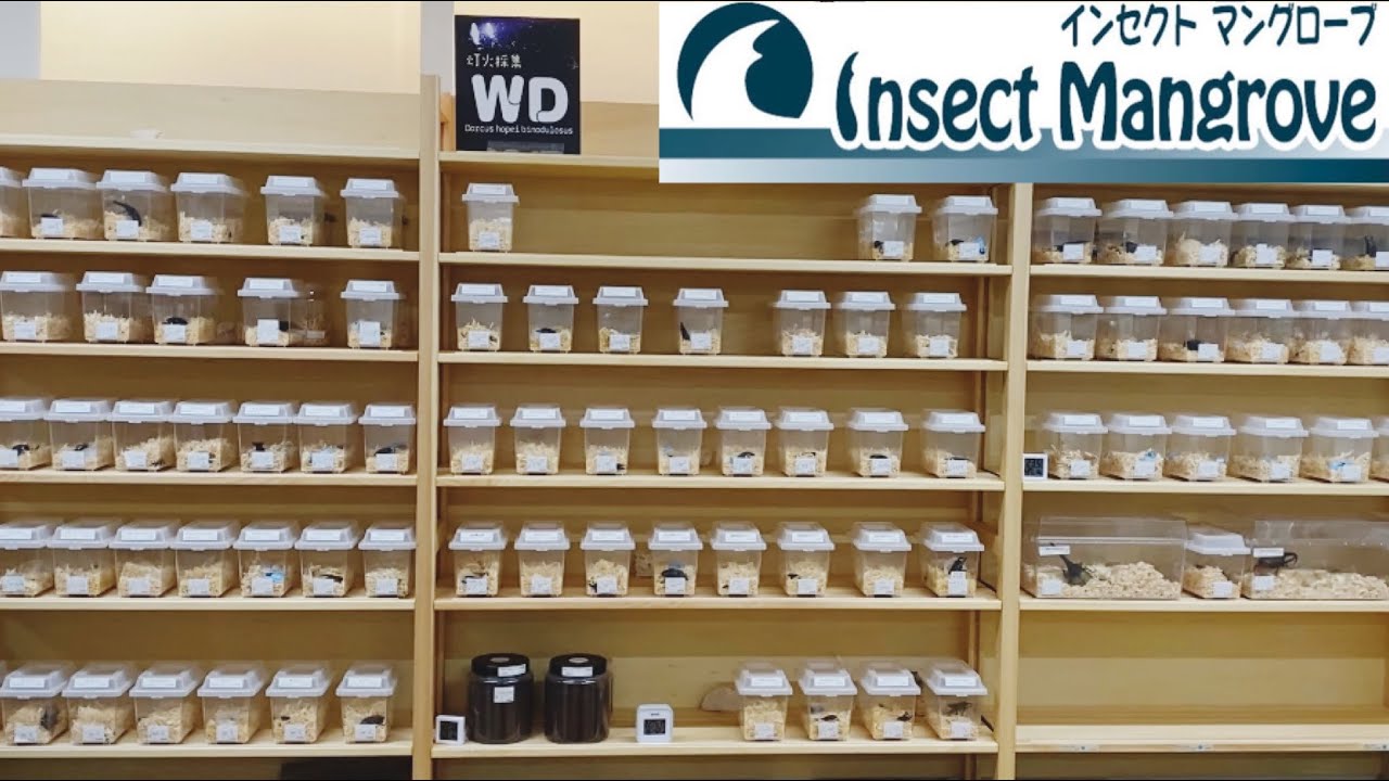 【インセクトマングローブ】京都の昆虫ショップに行ったら関西のノリが楽し過ぎたw