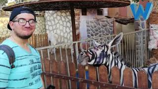 Egyptian zoo paints donkey  to make Zebra