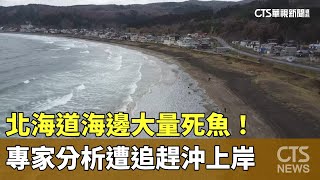 北海道海邊大量死魚！　專家分析遭追趕沖上岸｜華視新聞 20231208